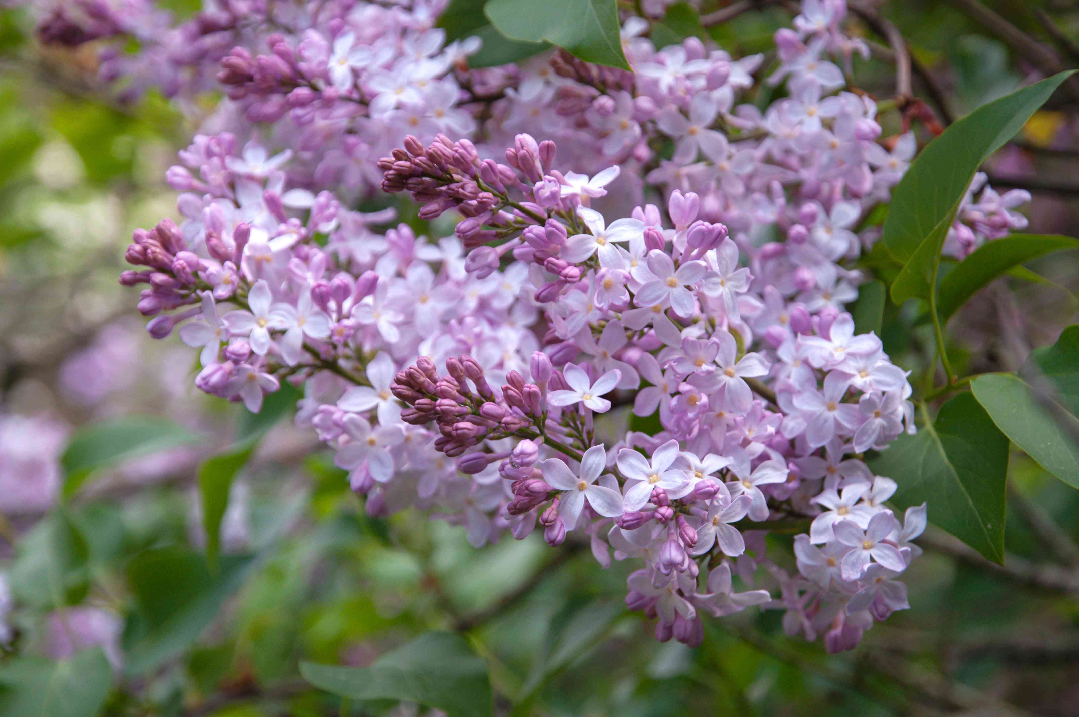Lilac Bush: Plant Care & Growing Guide
