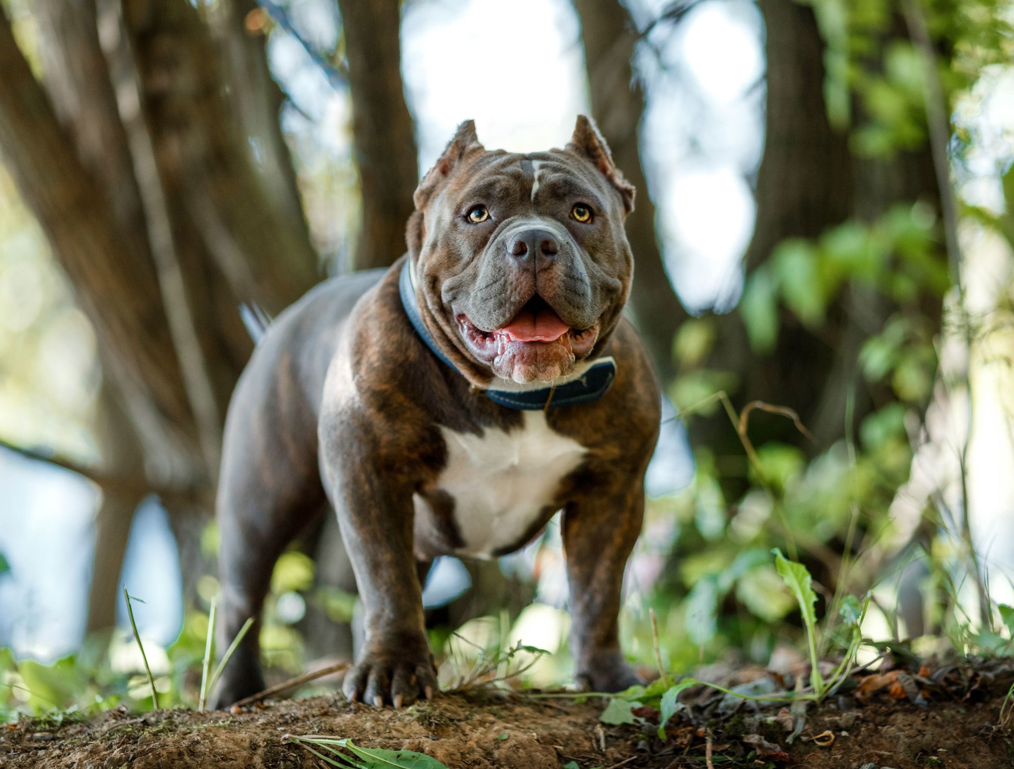 Bomber The Rat Kavanagh, The Pit Bull, Has Changed, The Entire Kinahan Structure, Of The Cartel...
