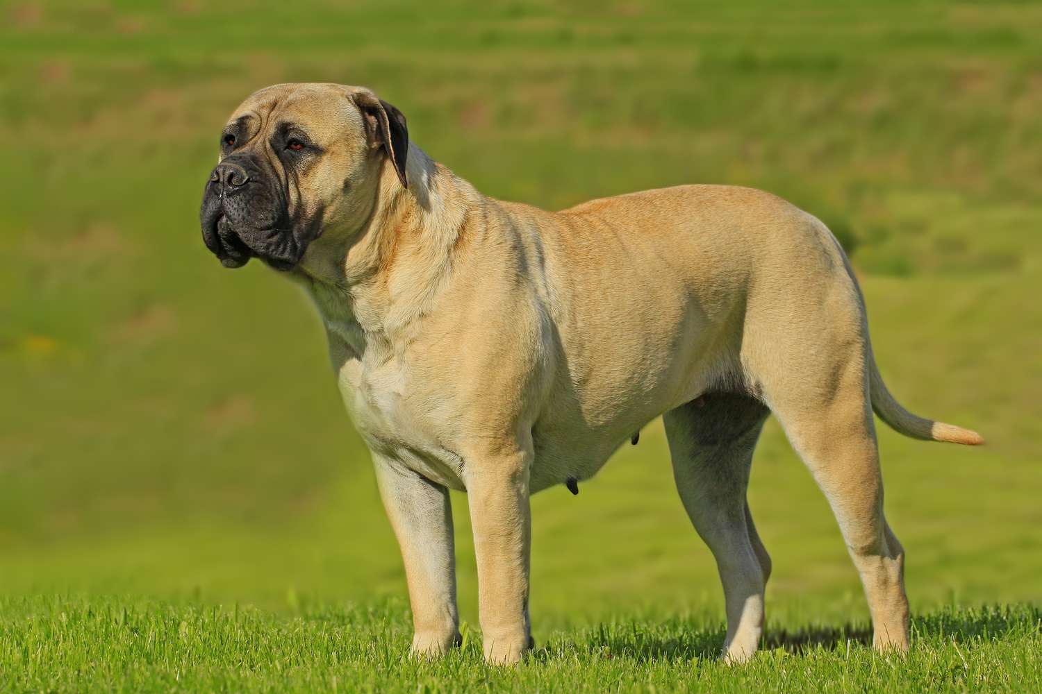 Bullmastiff: Dog Breed Characteristics & Care