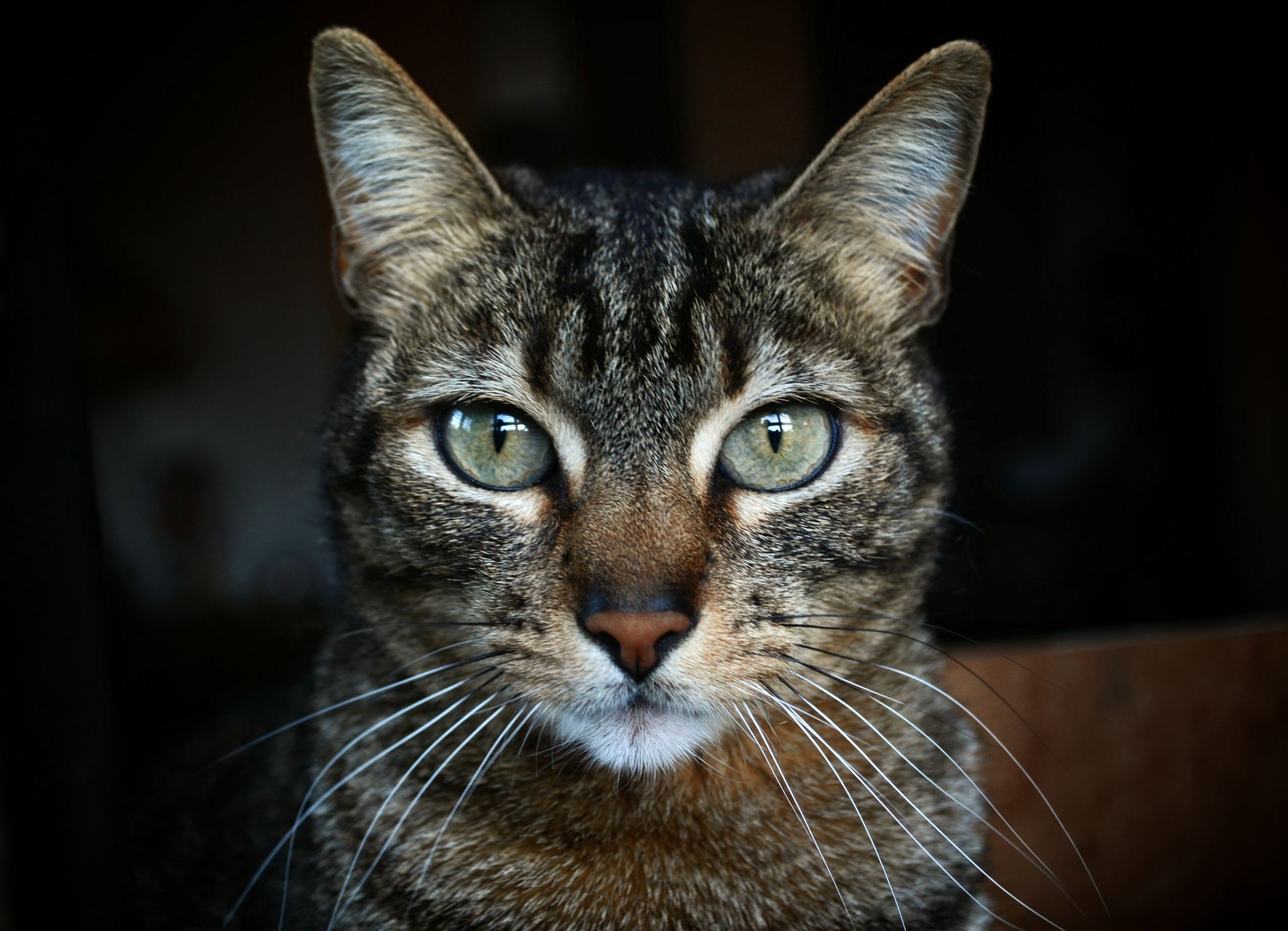 Tabby Cats&#39; History, Origin, Folklore, And Markings