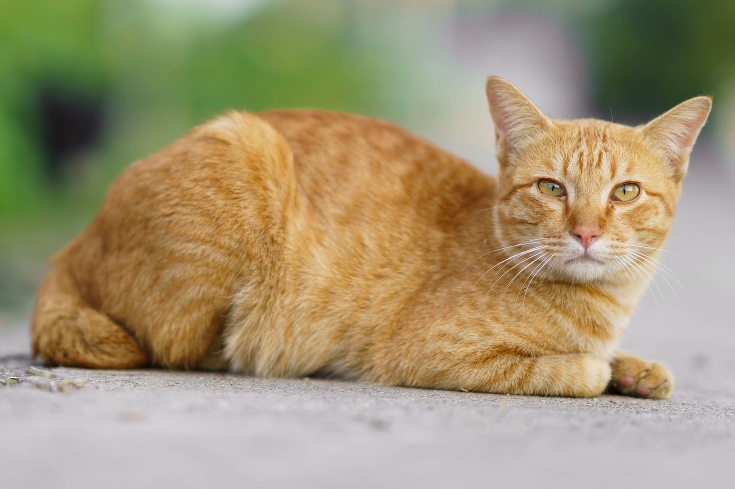 Orange Cats