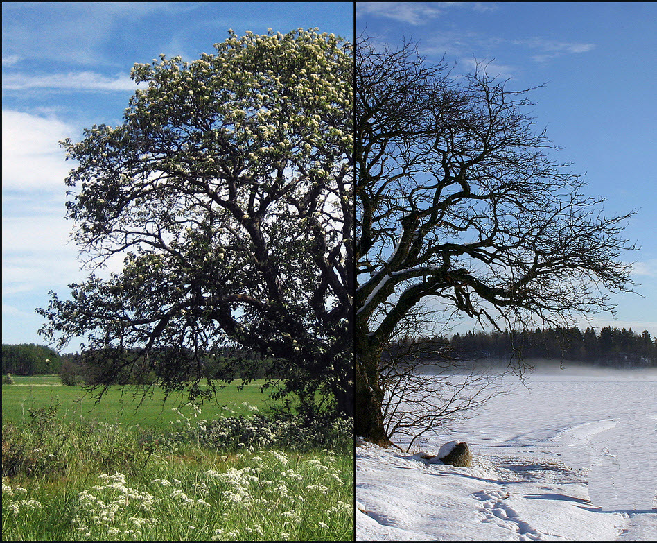 What Is A Deciduous Tree?| The Tree Center™