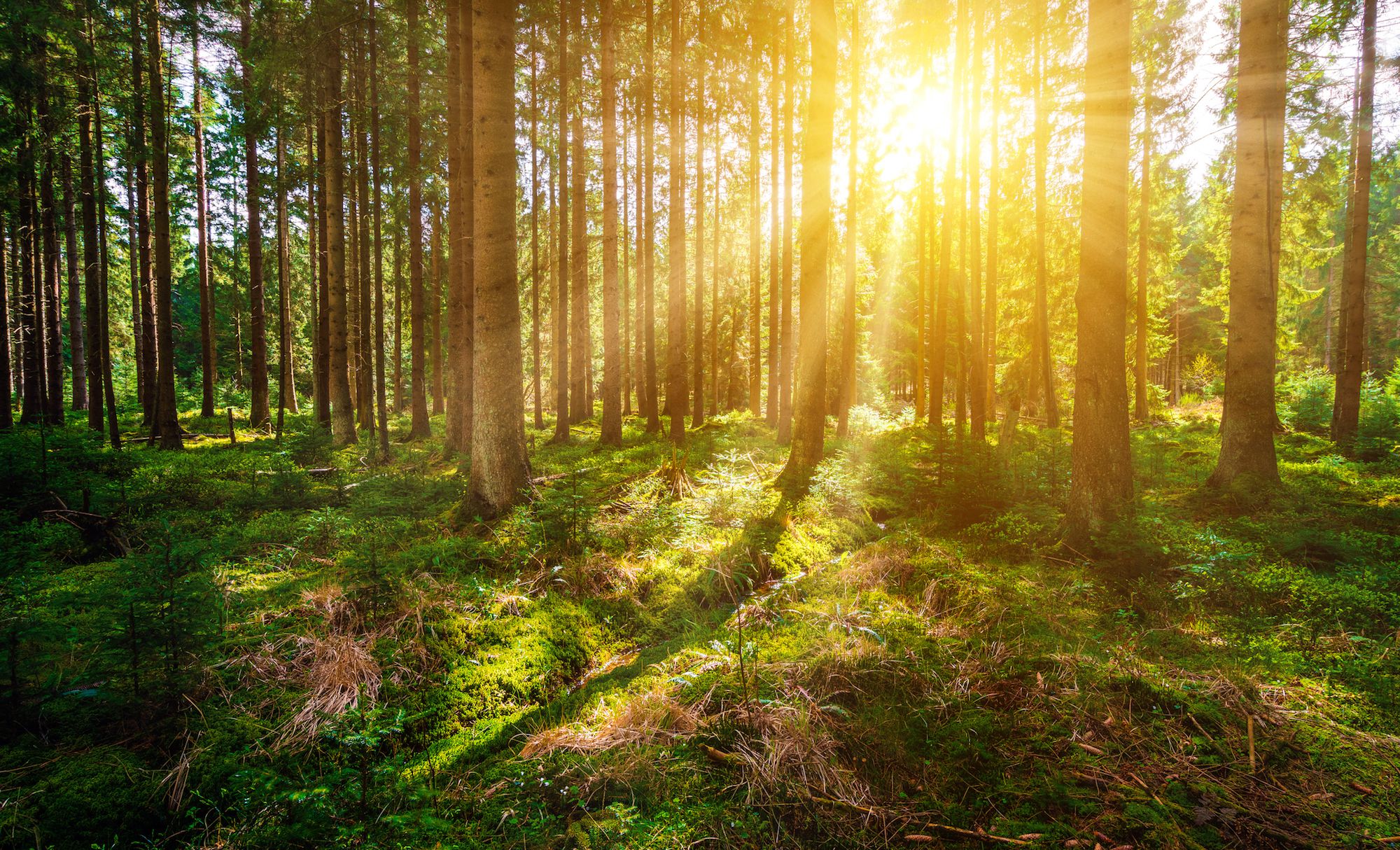 U.S. Forest Facts Trend Data
