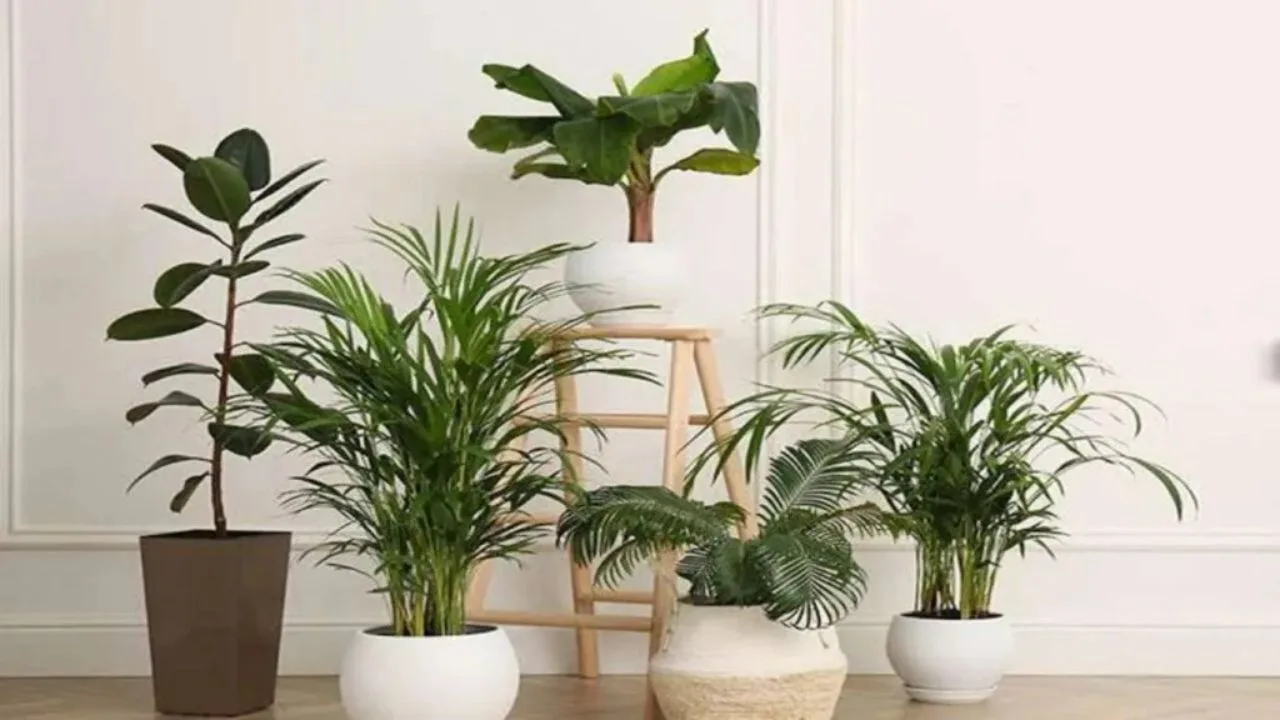 Vastu Tips: Never Keep These Plants Here, From Office Table To Study Table - Times Bull