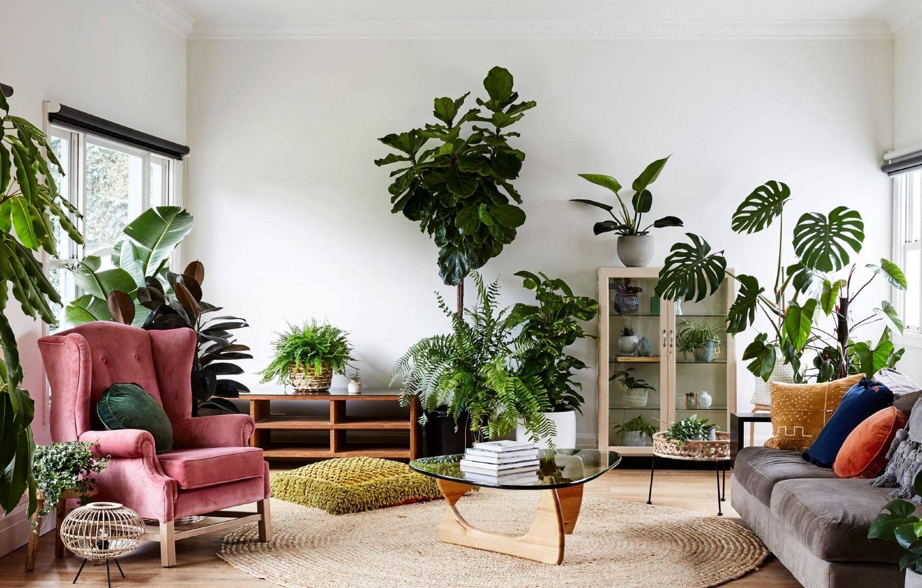 Indoor Plants Living Room