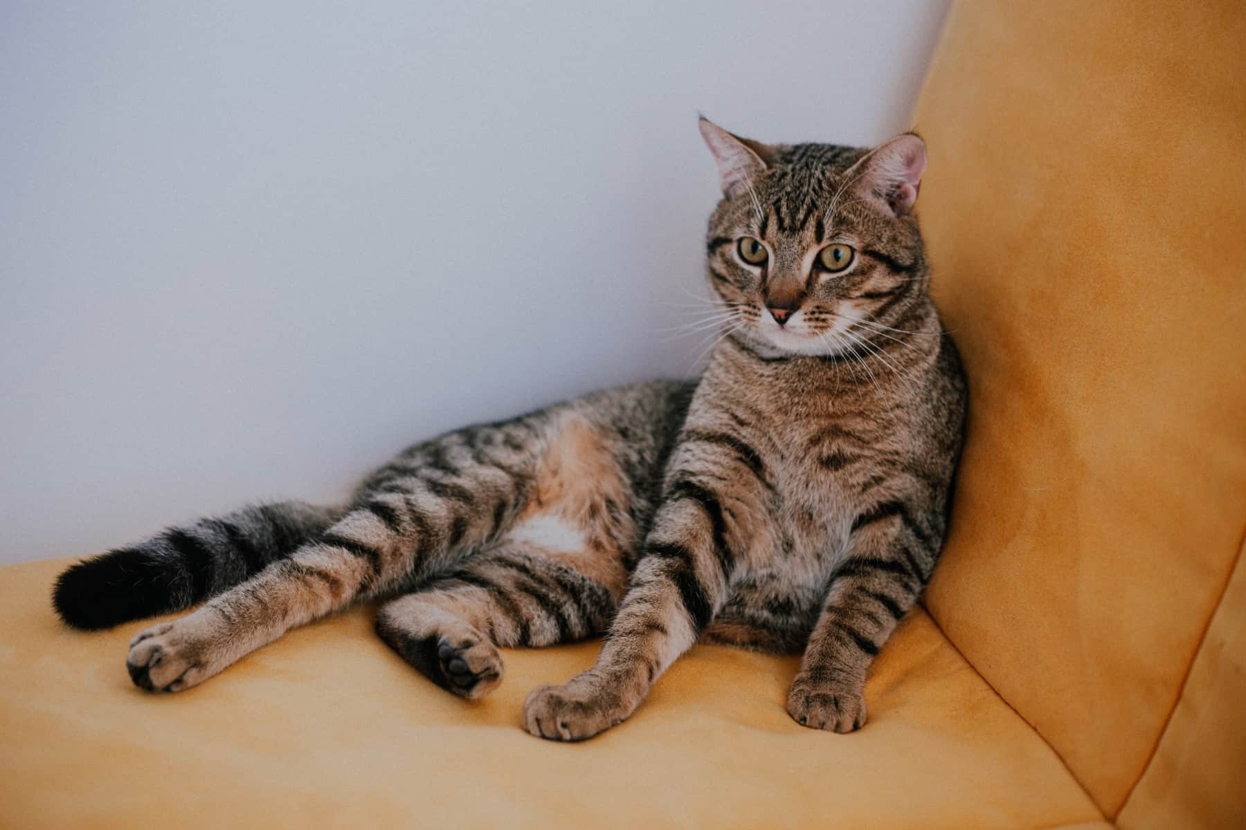 What Is A Domestic Shorthair Tabby Cat? (+ How To Differentiate)