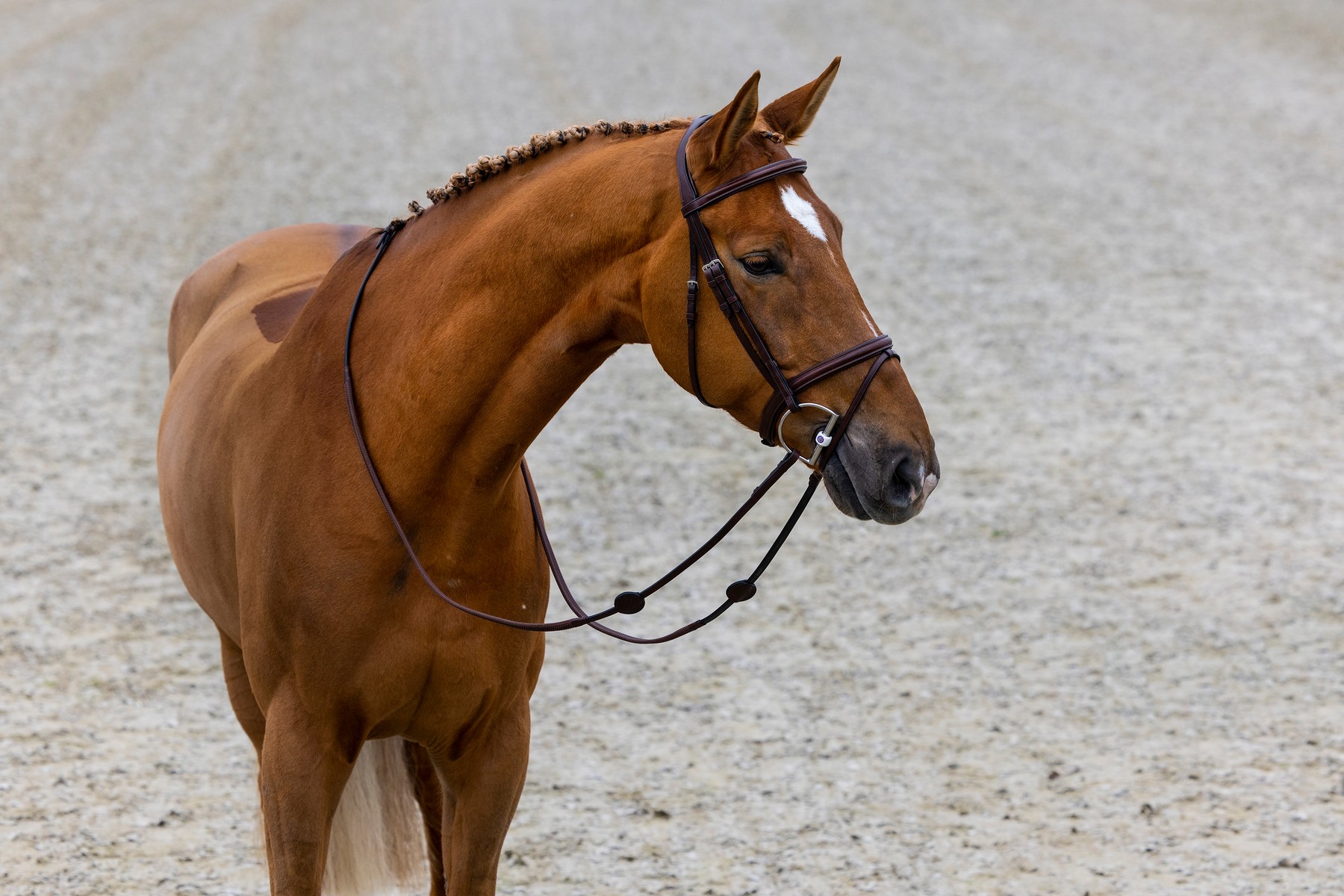TRUST Calgary – Trust Equestrian