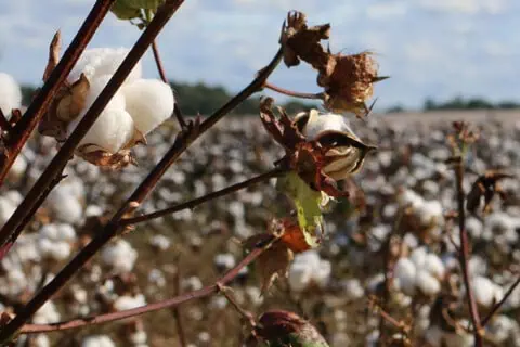 Environmental Impact Of Pesticides
