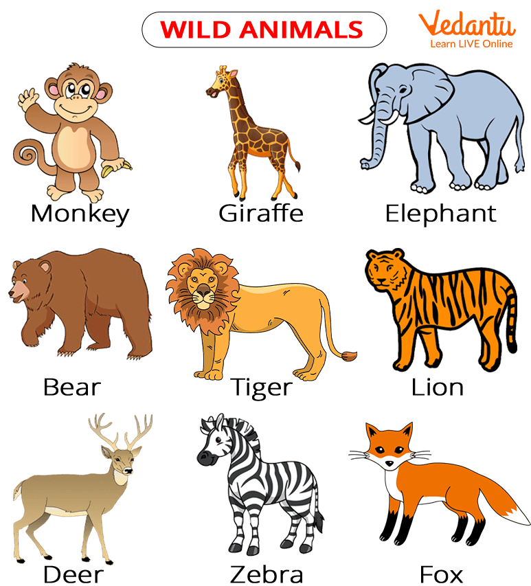 Animal Pictures With Names for Kids: Learn & Explore Today