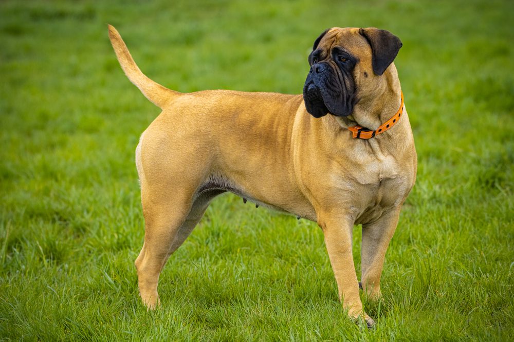 Bullmastiff Dog Breed Facts: History, Health Traits, And Characteristics - Veterinarians.org