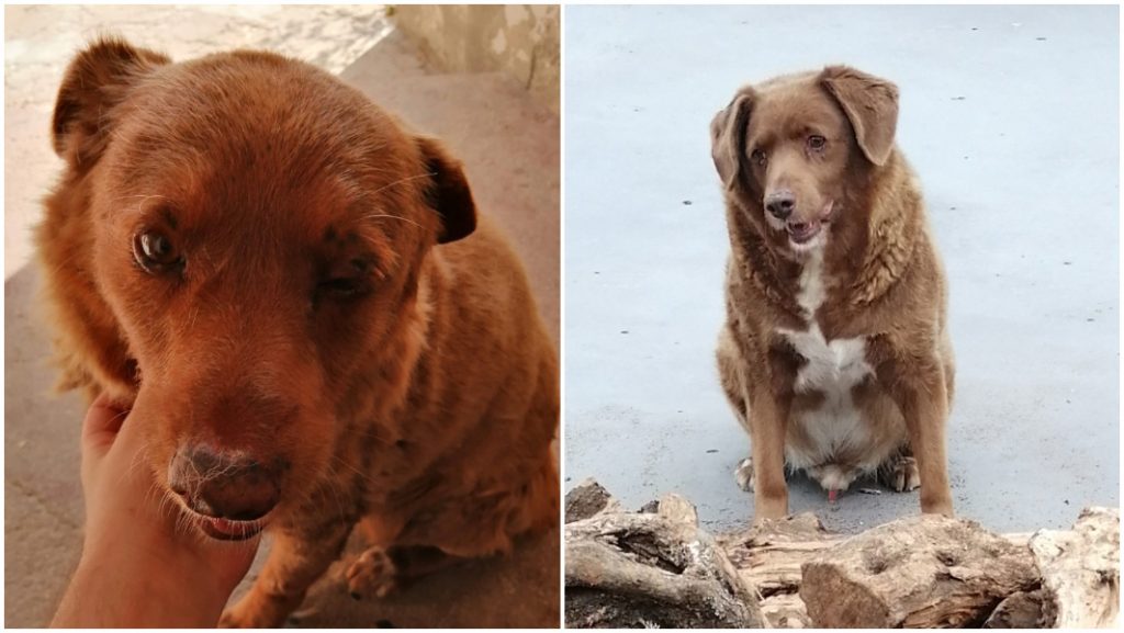 World’s oldest dog, Bobi, dies at 31 - Veterinary Practice News