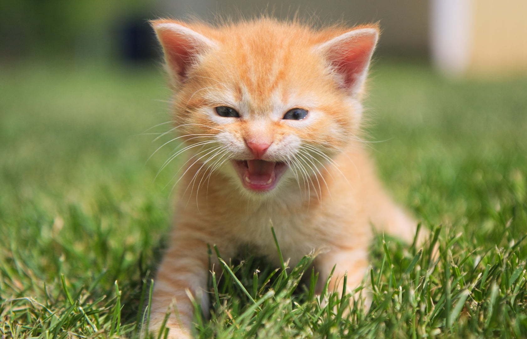 Orange Tabby Cats With Blue Eyes - vrogue.co