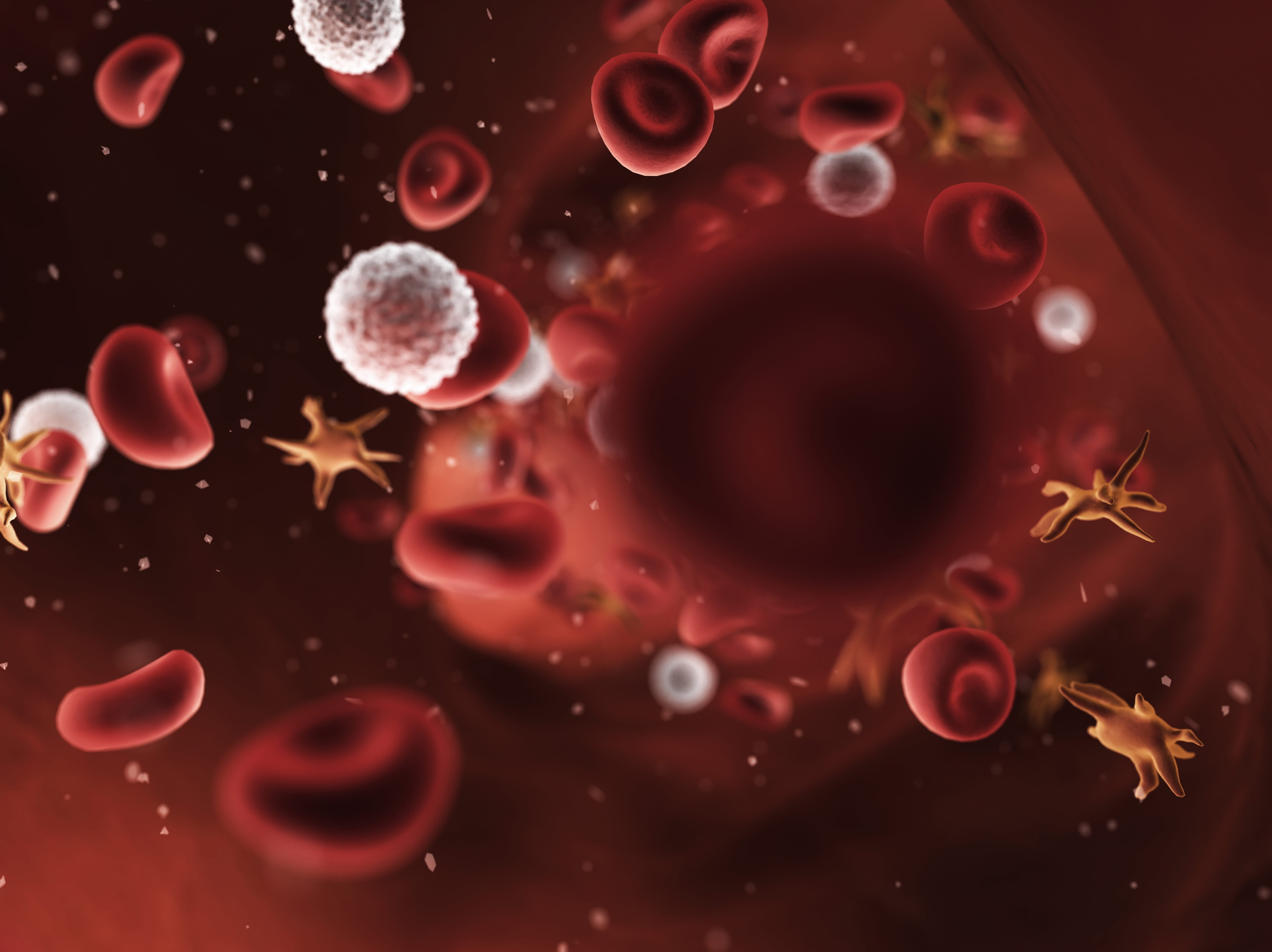 Red And White Blood Cells Wallpaper