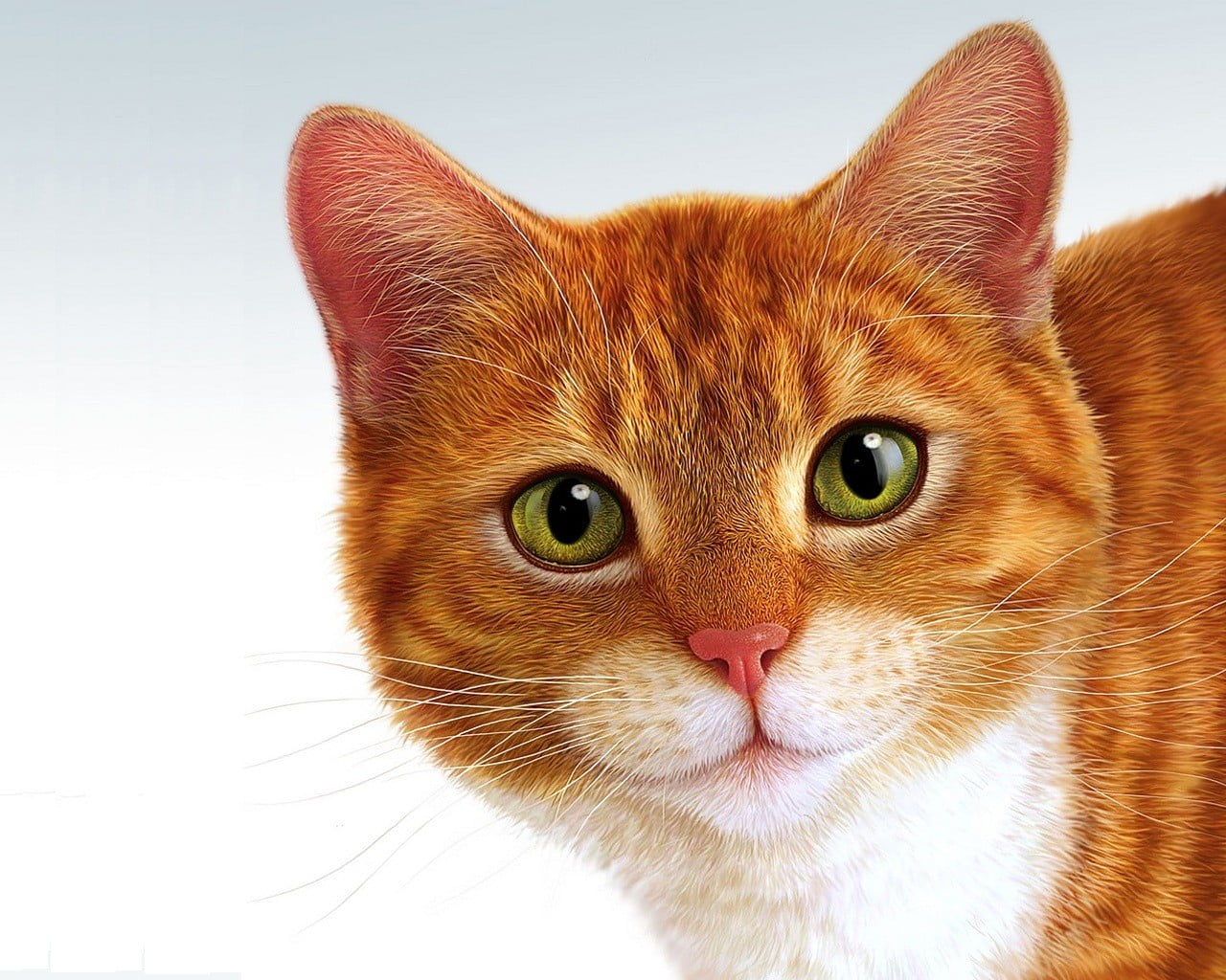 Orange And White Mackerel Tabby Cat, Animals, Cat HD Wallpaper| Wallpaper Flare
