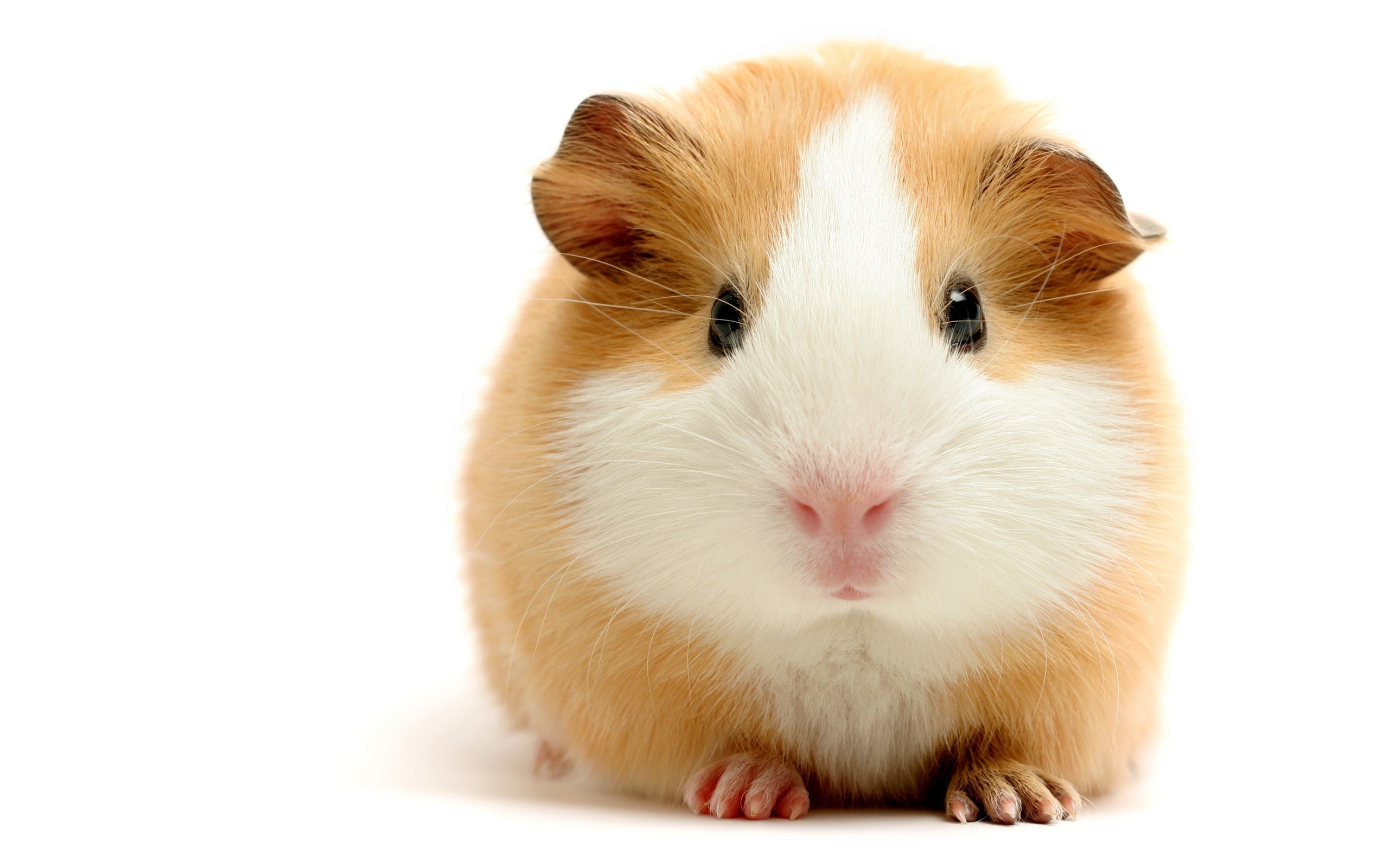 Hamster Computer Wallpapers - Wallpics.Net