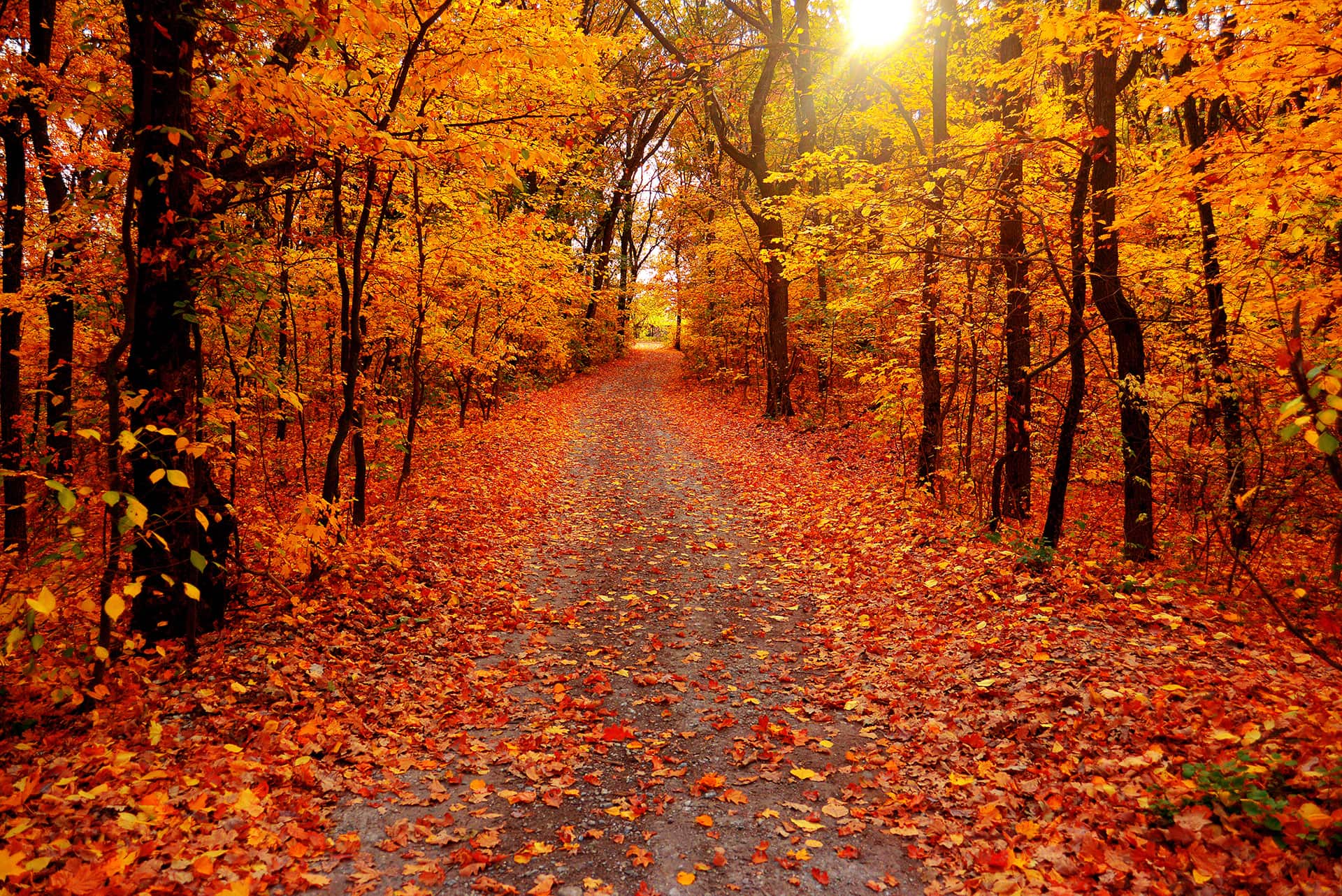Best Places To See Fall Colors In Illinois Guide | Hot Sex Picture