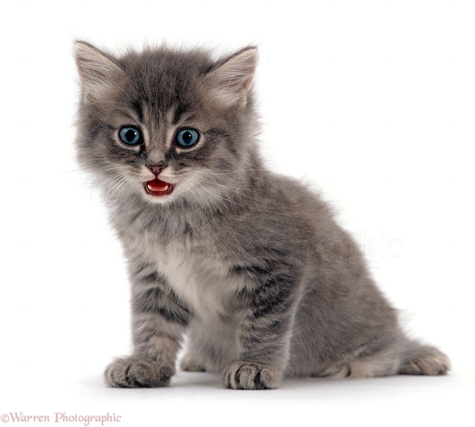 Gray And White Fluffy Kitten