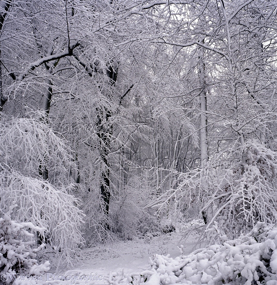 Snowy Trees Photo WP20527