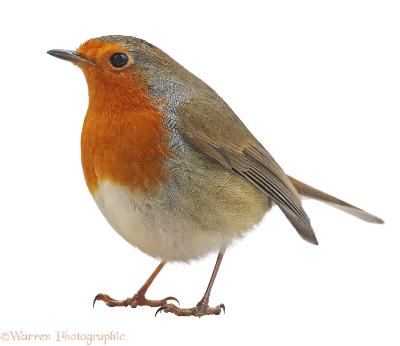 Robin Photo WP37464