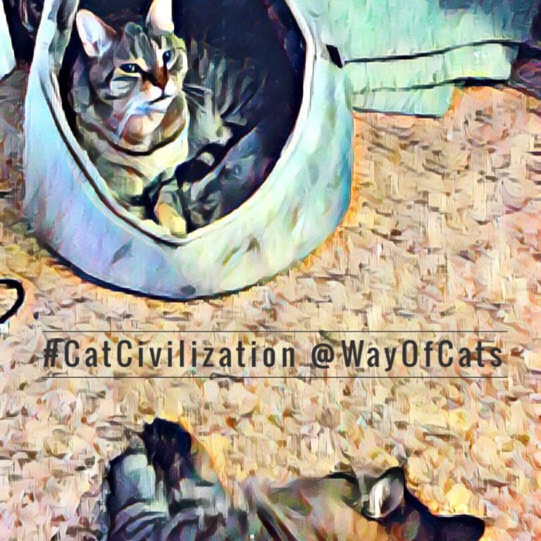Cat Conferences, when they discuss things. - Way of Cats