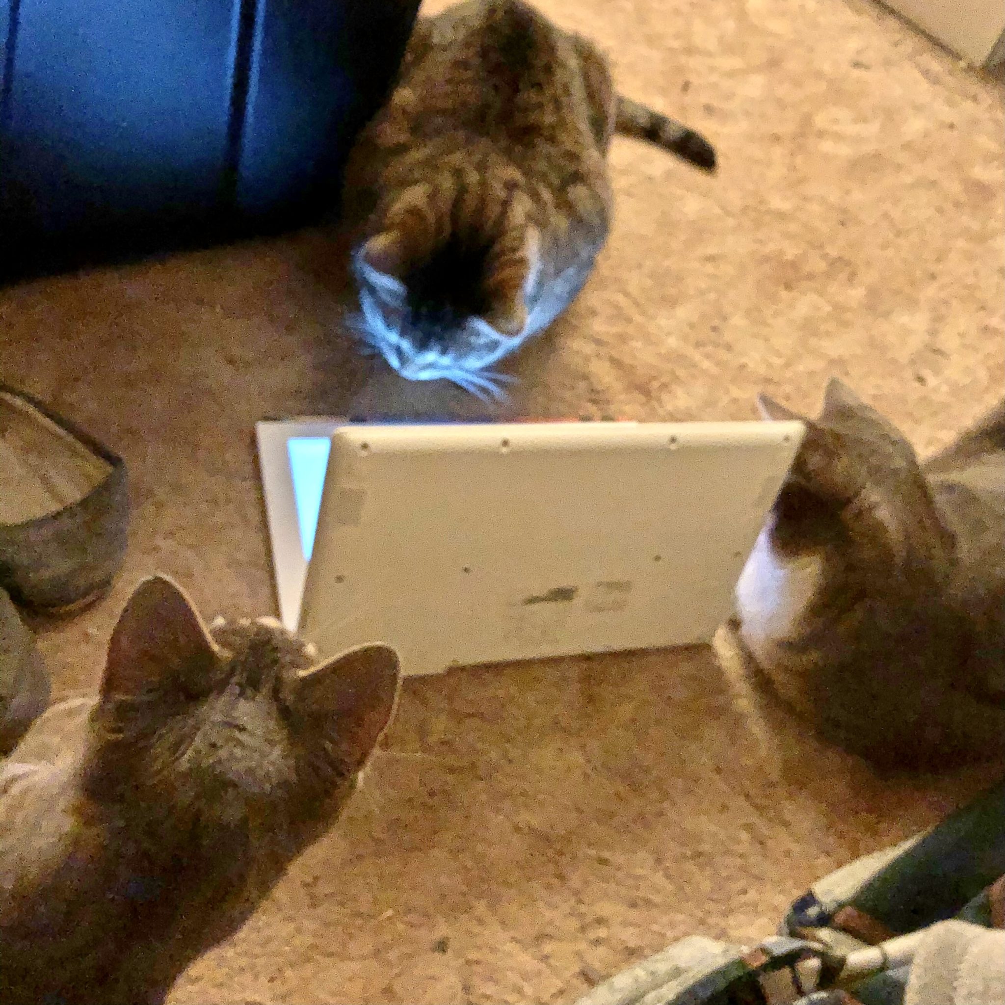 Cat Conferences, when they discuss things. - Way of Cats