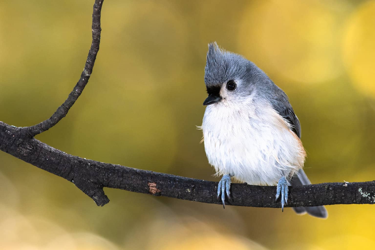 Which Bird Can Whistle Like A Human? Mystery Solved!