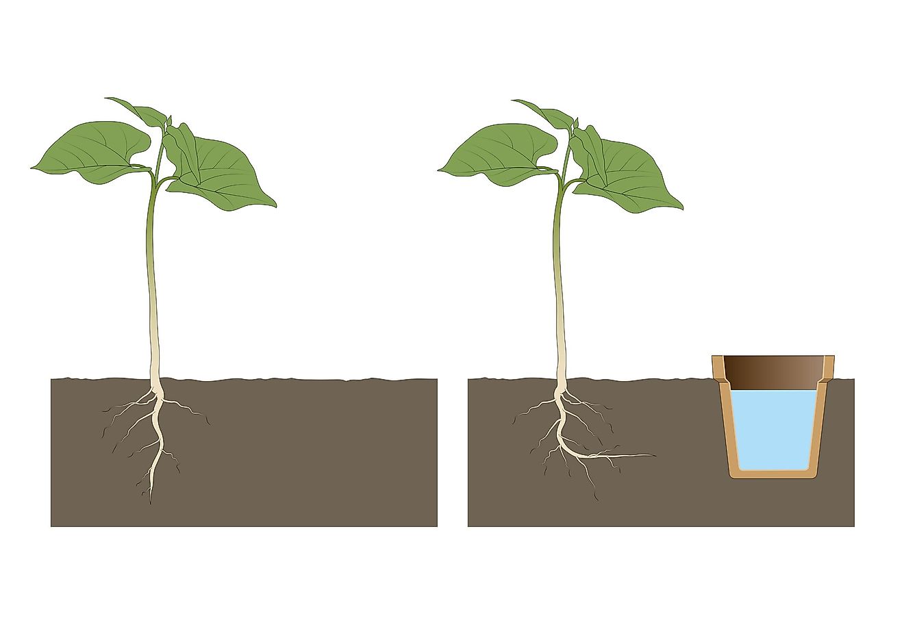 What Are The 5 Tropisms And The Plant&#39;s Response To Each? - WorldAtlas