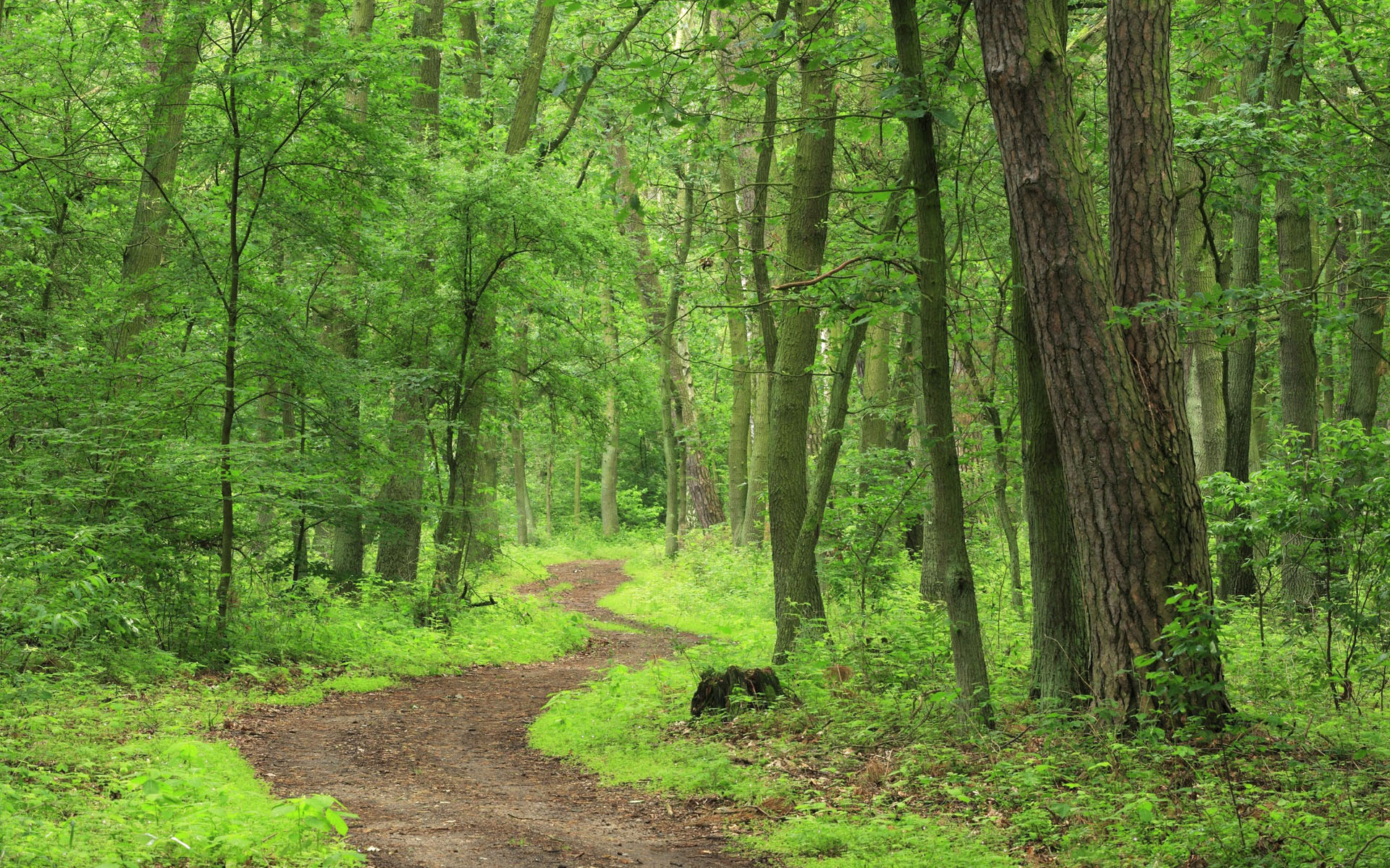 Forest trail wallpapers and images - wallpapers, pictures, photos