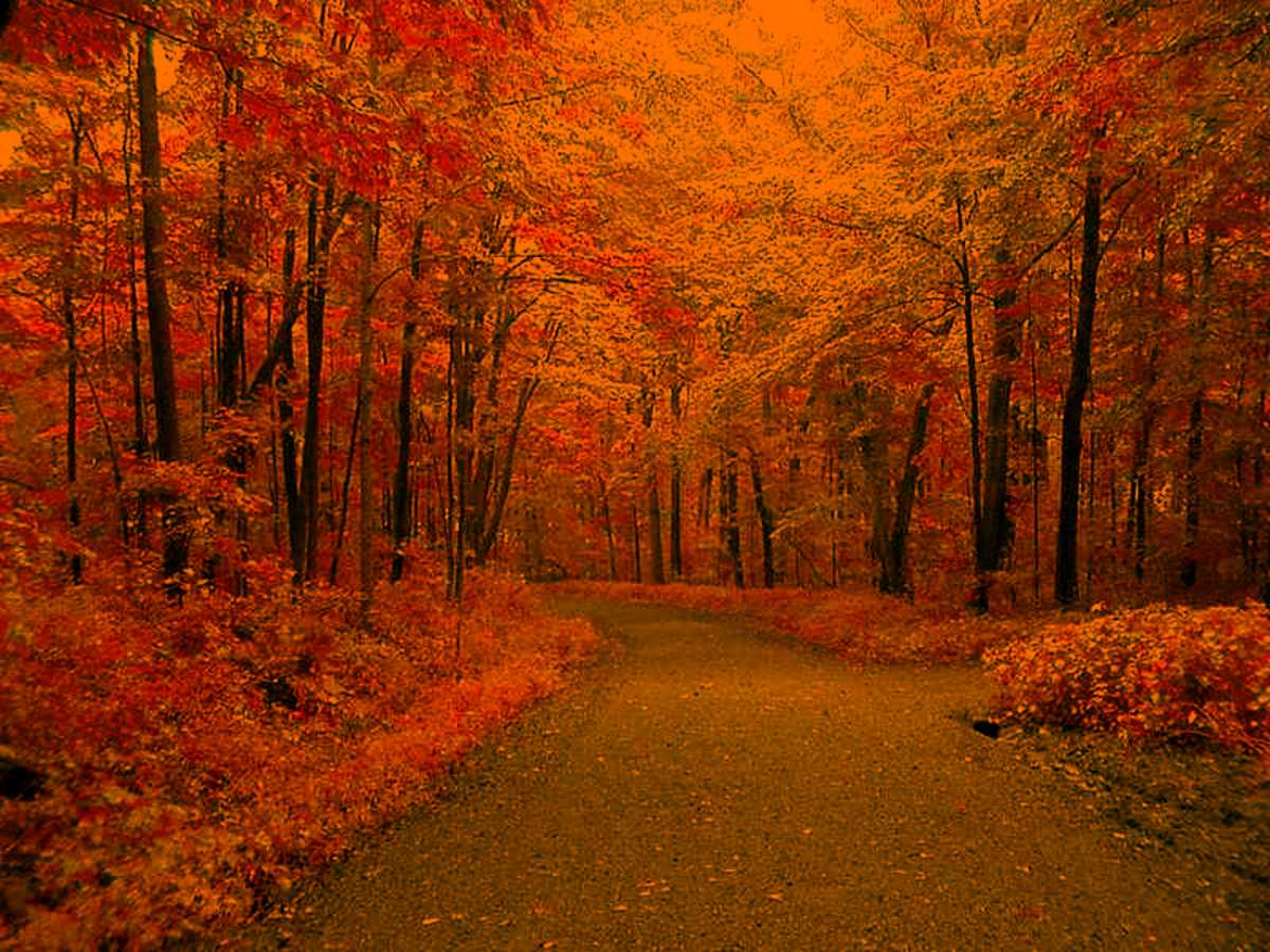 Autumn Leaves Backgrounds and Codes for Twitter, Friendster, Xanga, or any other Profile or Blog