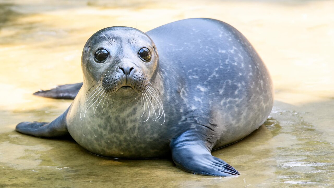 Seal – Zoo Berlin