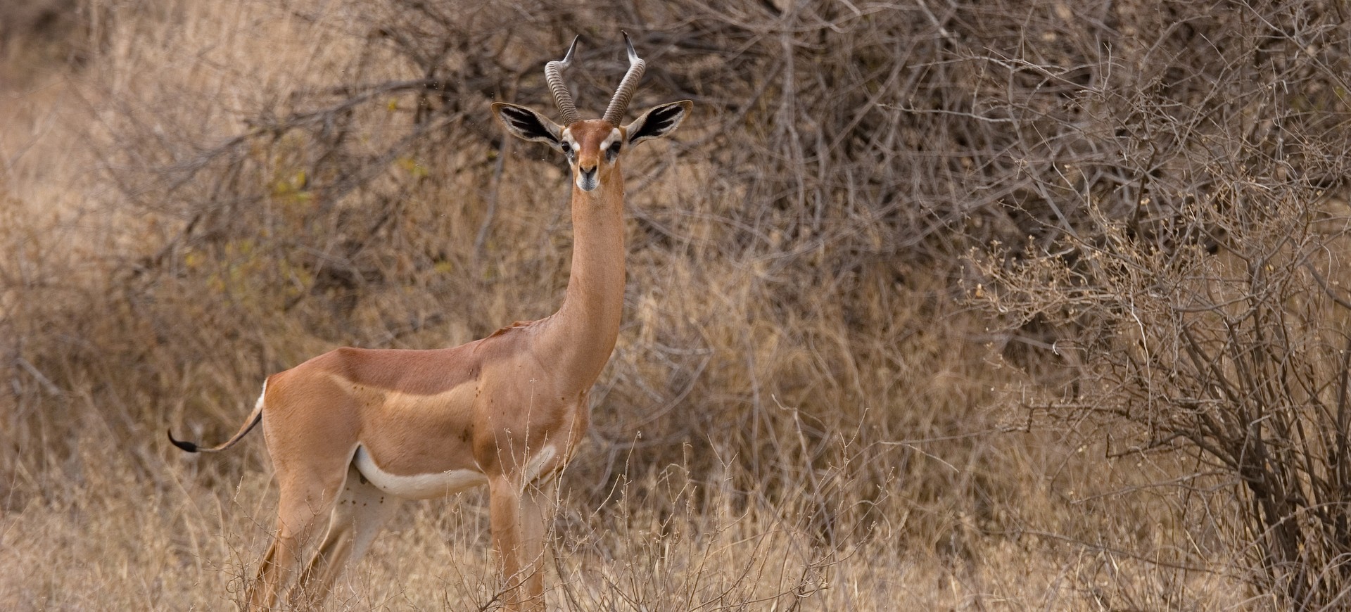 Definitive Guide To Slender-horned Gazelle Facts, Habitat, Conservation Status, Zoo Populations...
