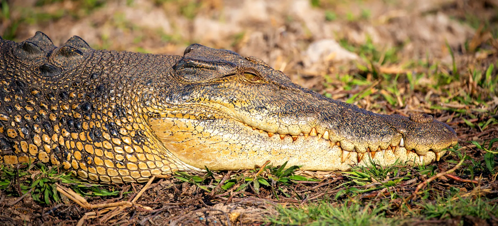 Definitive Guide To Orinoco Crocodile Facts, Habitat, Conservation Status, Zoo Populations...
